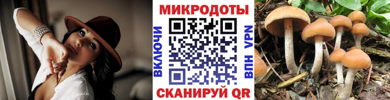 Купить  Рошаль  Галлюциногенные грибы Cubensis 